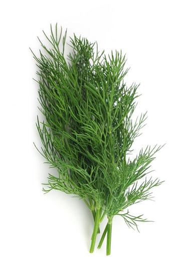 Dill Leaves Bunch