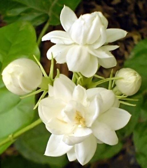 Indian Jasmine plant